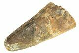 Fossil Spinosaurus Tooth - Feeding Worn Tip #249356-1